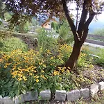 Maier